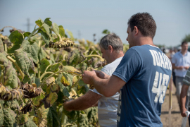 Monopolisti traže da Srbija prekrši CEFTA zbog izvoza suncokreta u BiH