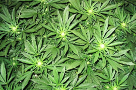 Pronađena plantaža kanabisa u Bihaću