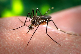 Virus Zapadnog Nila stigao u Hrvatsku?
