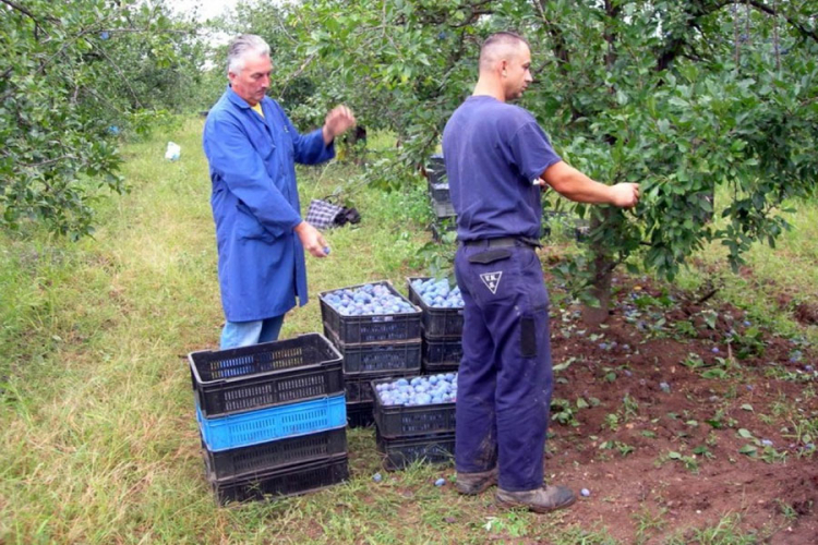 Šljiva trune zbog niske cijene