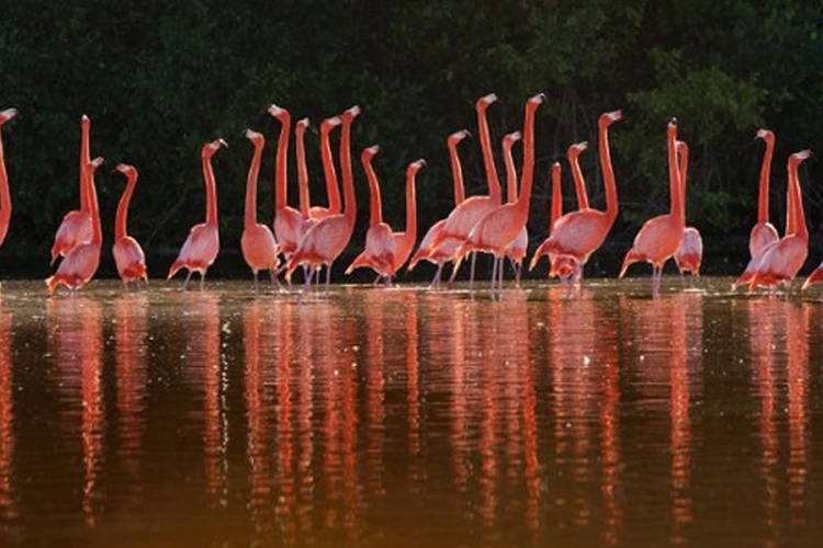 Zašto su flamingosi ružičaste boje?