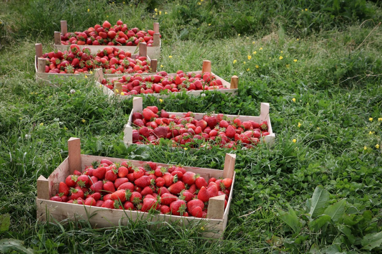 Projekat "Farma 2" donosi 3,5 miliona godišnje