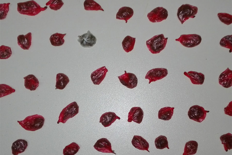 Bijeljinska policija pronašla i oduzela marihuanu