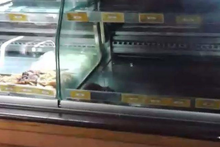 Beograd: Pacov u vitrini u pekari (VIDEO)