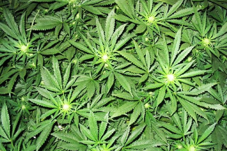 Pronađena plantaža kanabisa u Bihaću