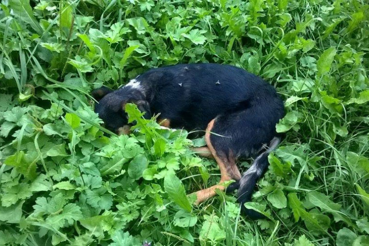 Policija istražuje brutalno zlostavljanje psa