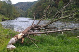 Dabrovi uništavaju usjeve sanskim ratarima