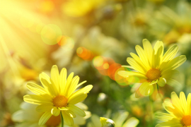 Sunčano uz temperaturu do 34 stepena, sutra kiša