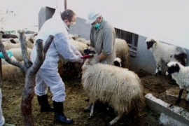 U FBiH za sedam mjeseci od bruceloze oboljelo 88 lica