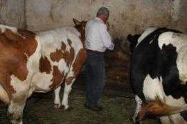 Detalji nesreće kod Šipova: Ženu ubila struja iz muzilice za krave