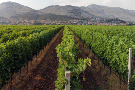 Država više da pomogne razvoj hercegovačkog vinogradarstva