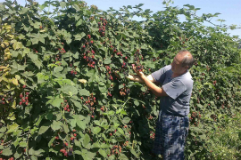 Voćari uništavaju zasade kupina zbog niskih otkupnih cijena