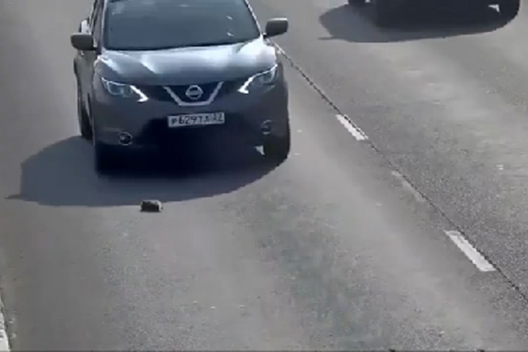 Da bi spasio mače, vozač zaustavio vozilo u najvećoj gužvi (VIDEO)