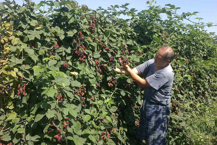 Voćari uništavaju zasade kupina zbog niskih otkupnih cijena