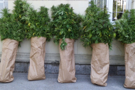U Trebinju pronađena plantaža indijske konoplje, troje uhapšeno ...