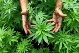 Amerikanac uzgajao marihuanu na groblju