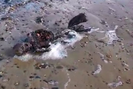 Na plaži pronađeni ostaci mrtve sirene? (VIDEO)