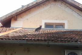 Trebinjski mačak tri godine ne silazi sa krova kuće