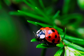 Insekti demonstrirali neočekivanu sposobnost učenja (VIDEO)