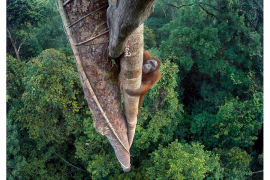 Vrtoglavi pogled na orangutana najbolja fotografija divljine za 2016 ...