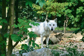 Uzbuna u Zagrebu, vuk pobjegao iz ZOO vrta