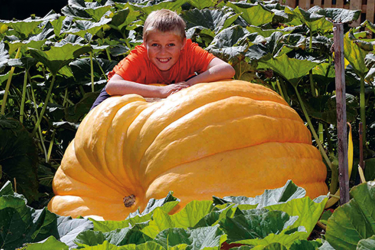 Divovske bundeve od 420 kilograma na izložbi u Tovarniku  