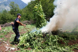 Italijanski mediji: Albanija – Kanabistan