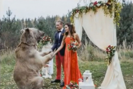 Neviđena svadba u Rusiji: Medvjed vjenčao mladence (VIDEO)