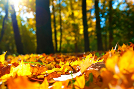 Danas sunčano, temperature do 19 stepeni