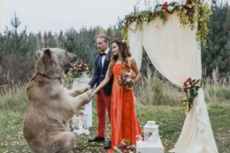 Neviđena svadba u Rusiji: Medvjed vjenčao mladence (VIDEO)