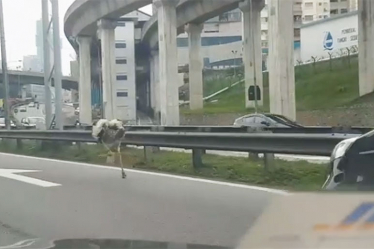 Noj juri pored automobila na putu (VIDEO)