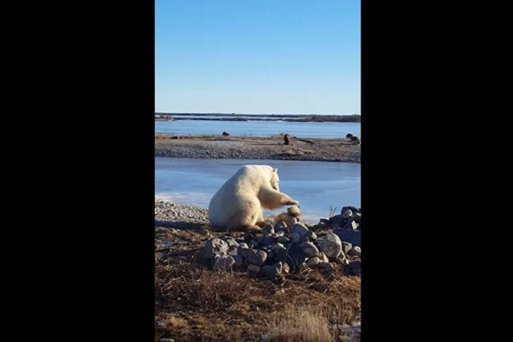 Polarni medvjed tješio psa zavezanog lancem (VIDEO)