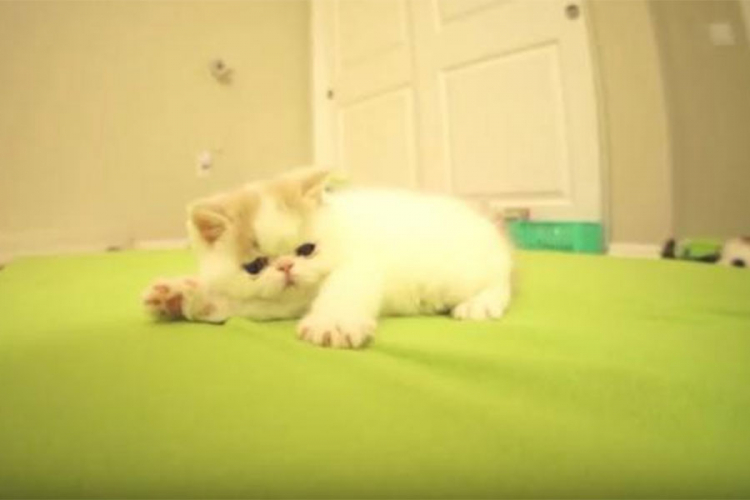 Upoznajte mače koje laje (VIDEO)