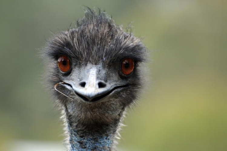 Emu u njemačkom zoološkom uginuo od ptičjeg gripa