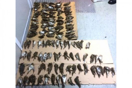Carinici zaplijenili 129 ubijenih ptica zaštićenih vrsta