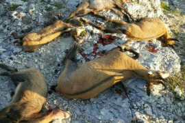 Planinari zgroženi: Bahata djeca bogatih tajkuna ubila divokoze i ...