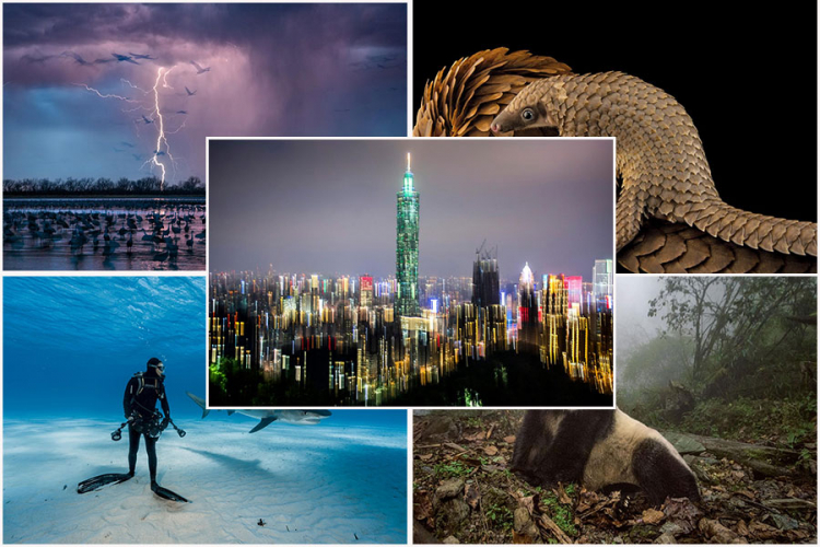 National Geographic: Najbolje fotografije 2016 (FOTO)