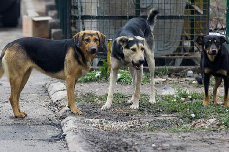 Sve više lutalica zbog neodgovornih vlasnika