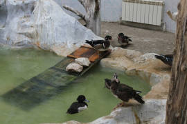 Ruski zoo vrt uništio sve svoje ptice zbog ptičjeg gripa