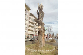 Stari hrast "podšišan" zbog najavljenog nevremena