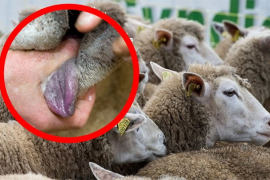 Netačni podaci o broju oboljelih životinja od "plavog jezika"
