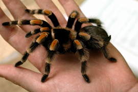 Nesvakidašnji hobi: U svojoj kolekciji ima 98 jedinki tarantula