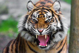 Tigar pobjegao iz cirkusa, jurio niz put kod Palerma