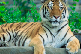 Preskočio zid zoološkog da ne plati kartu, ubio ga tigar ...