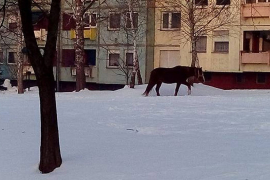 Banjaluka: Konj prošetao Starčevicom (FOTO)