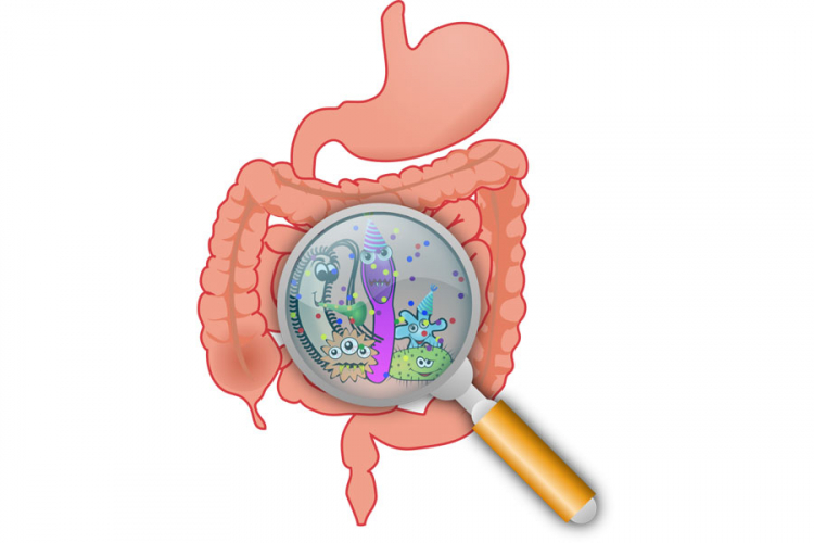 Uticaj antibiotika na crijevnu floru