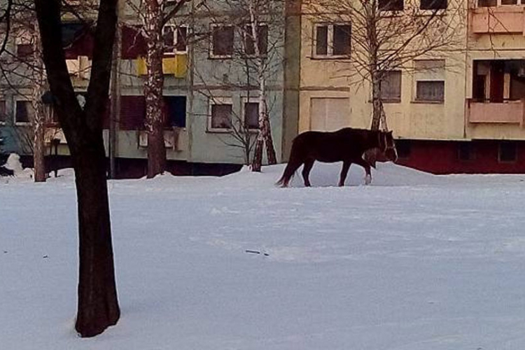 Banjaluka: Konj prošetao Starčevicom (FOTO)