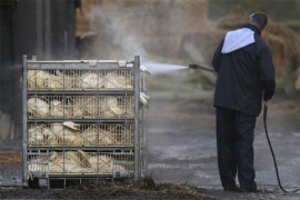 Virus H5N8 registrovan sjeverno od Brisela