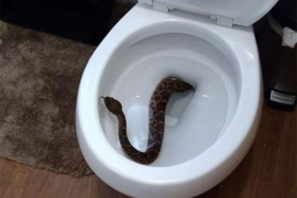 Zvečarku našao u WC šolji