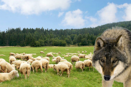 Vukovi zaklali osamnaest ovaca